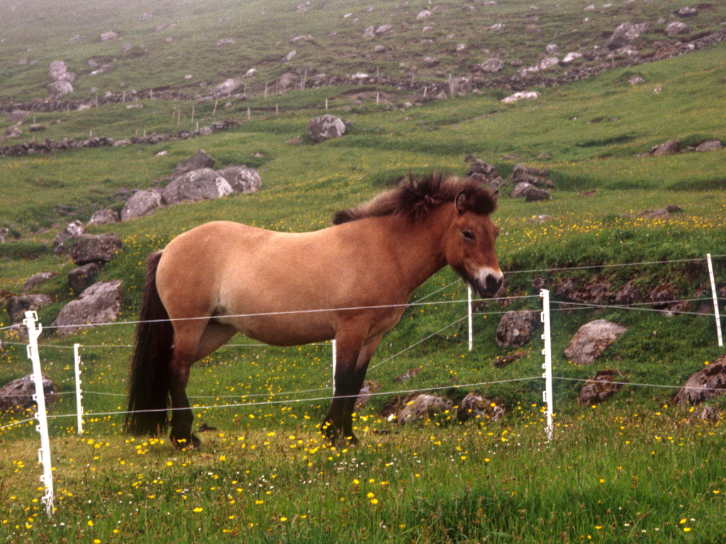 Faroe Pony Horse Profile: Facts, Traits, Groom, Care, Health