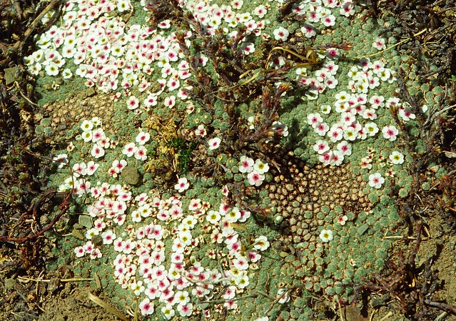 Flowers of Tibet , Androsace tapete