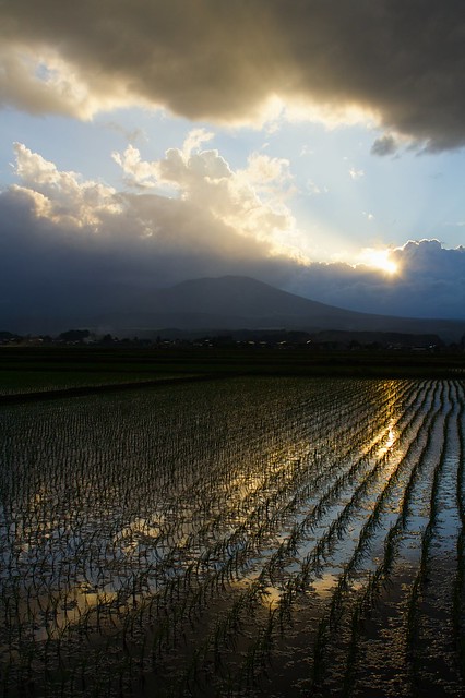 Where Heaven and Rice Fields meet