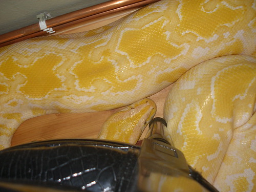 Julius, September 2nd, 2008 | by blacktikvah
