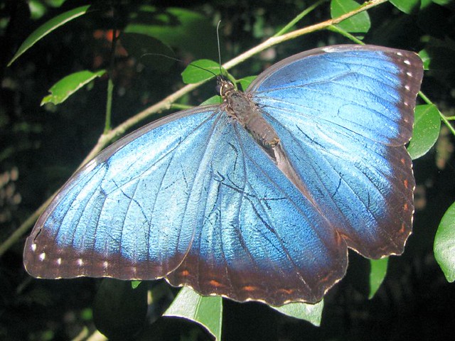Blue morph