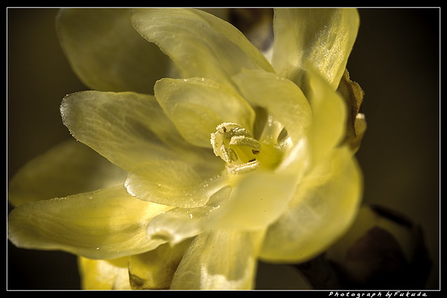 Chimonanthus      蠟梅