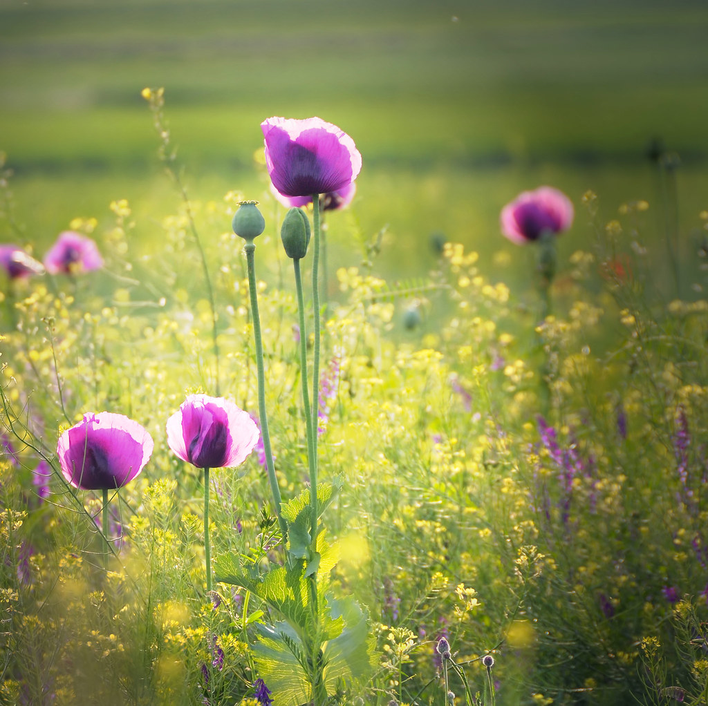 poppies in purple | Dan | Flickr