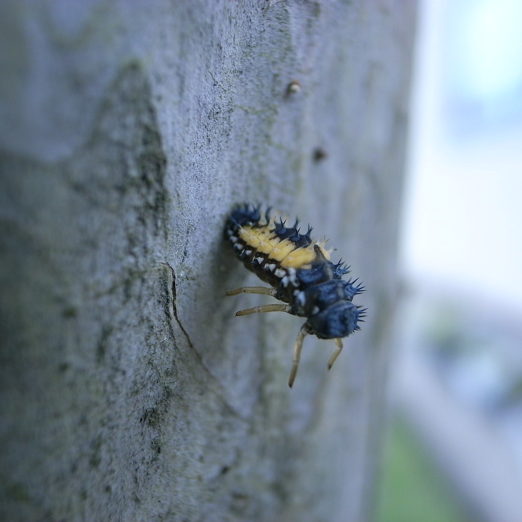 Charpuka Insect R0011851.JPG | Exif_JPEG_PICTURE | akiraak2 | Flickr
