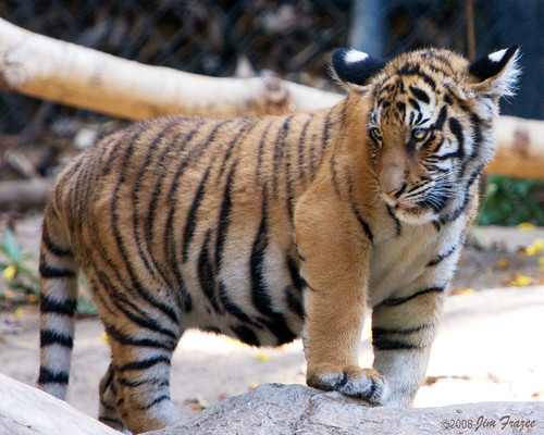 Malaysian Tiger Cub by Jim Frazee