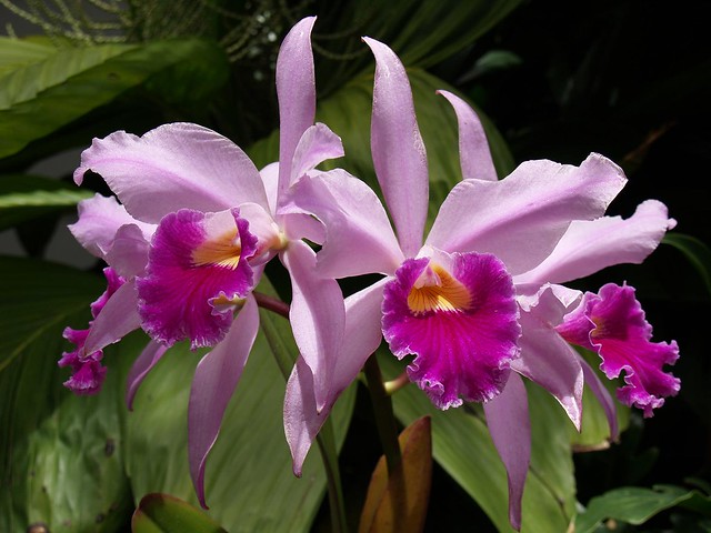 Lc Canhamiana 'Allisons Pink Beauty'