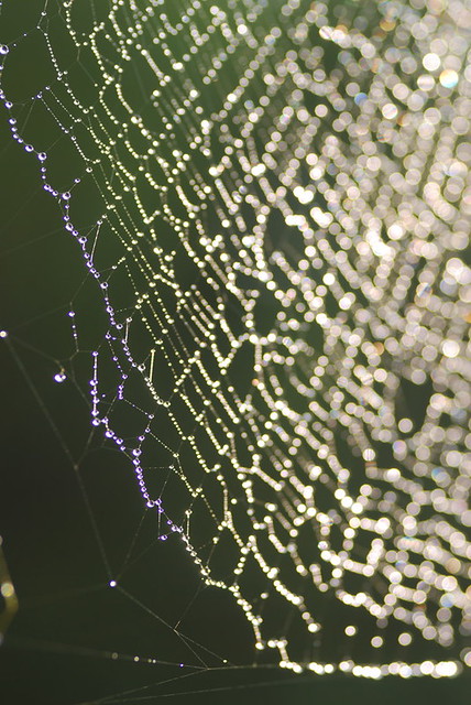 Spider's pearls