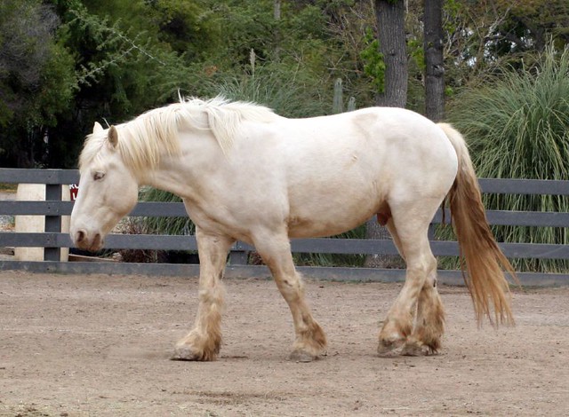 american cream horse