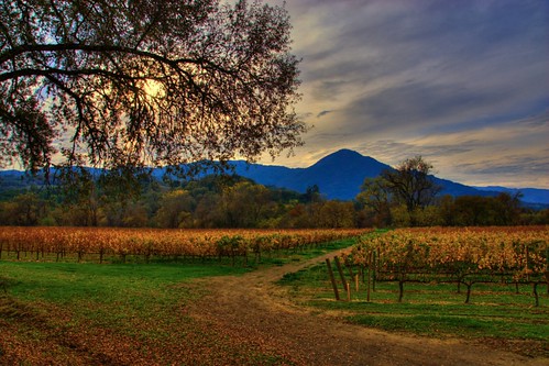 california landscape vineyard wine valley russianriver hopland 200811