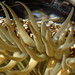 Flickr photo '6a. Intertidal ID - tentacles' by: kqedquest.