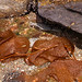 Flickr photo 'Giant Kelp (Order: Laminariales)' by: Arthur Chapman.