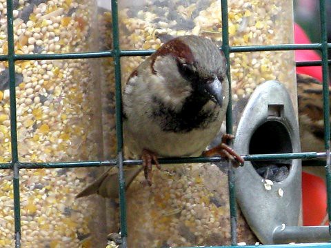 Sparrow at Feeder, Avenue C