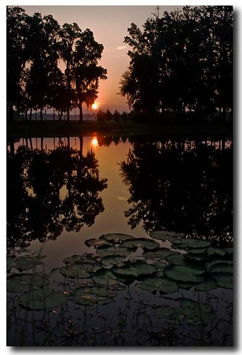 sunrise pond pad lilly diamondclassphotographer flickrdiamond
