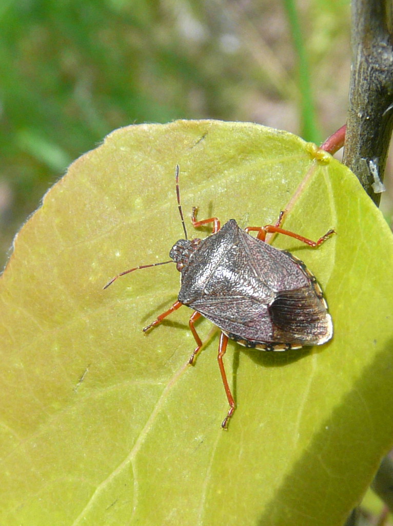Shield Bug | We came across this Shield Bug with bright oran… | Flickr