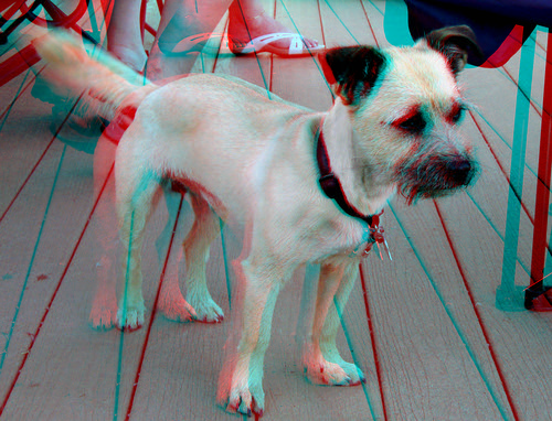 portrait dog animal stereoscopic stereophoto 3d anaglyph iowa siouxcity anaglyphs redcyan 3dimages 3dphoto 3dphotos 3dpictures siouxcityia stereopicture