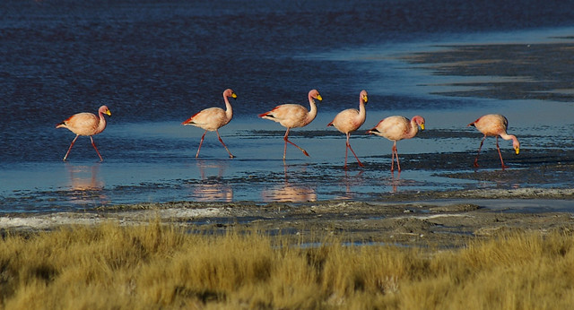 Laguna Colorada wildlife
