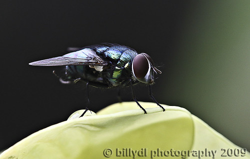 Ready for takeoff | by billydl