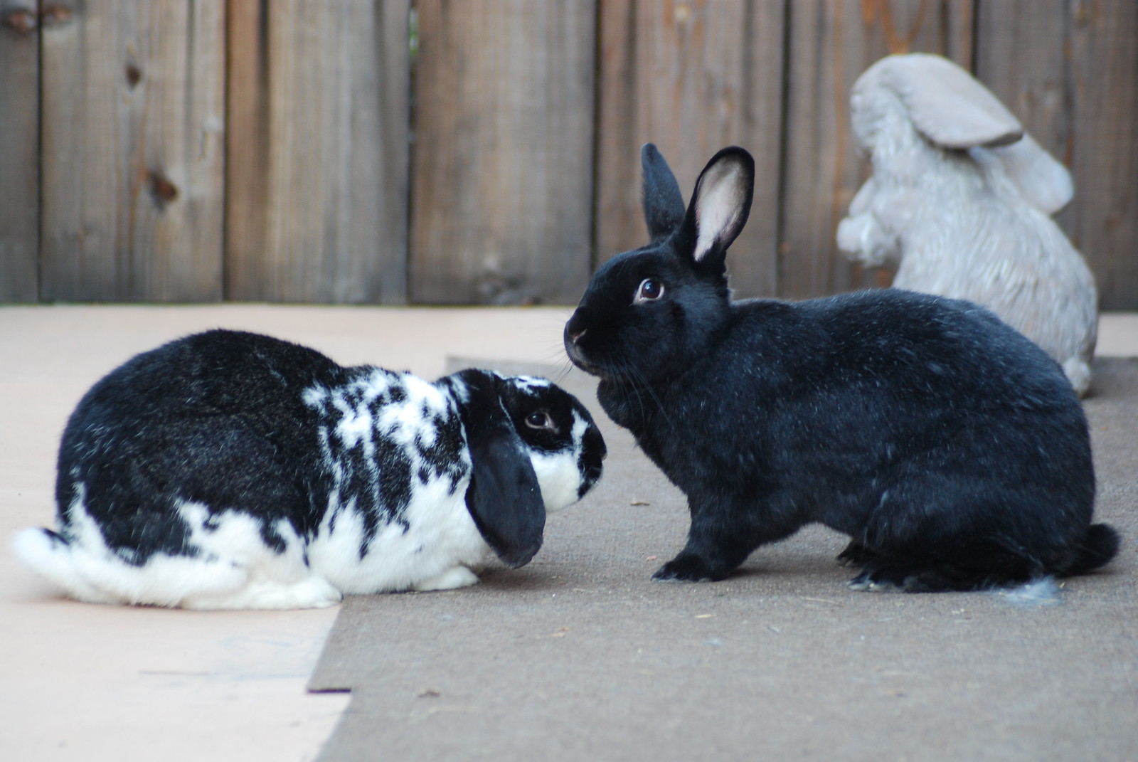 Flickr Rabbit Farm Rabbits | Flickr