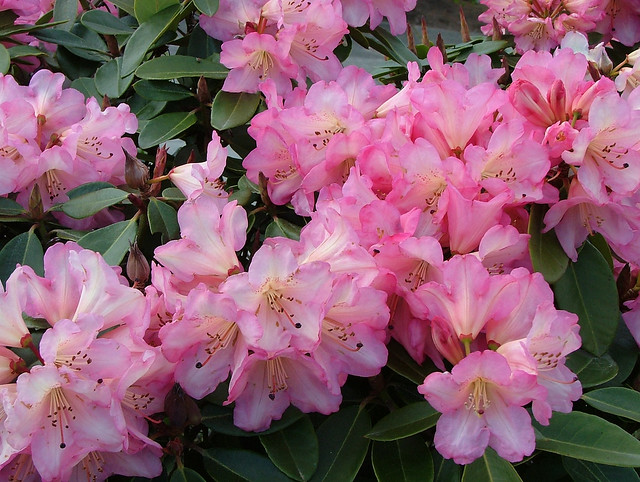 DSCF1575 Lovely Pink Rhododendrons