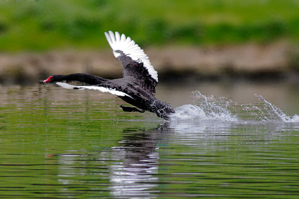 Black swan at a take off