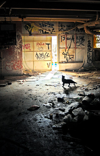 the cat's paradise by Stephan Wita