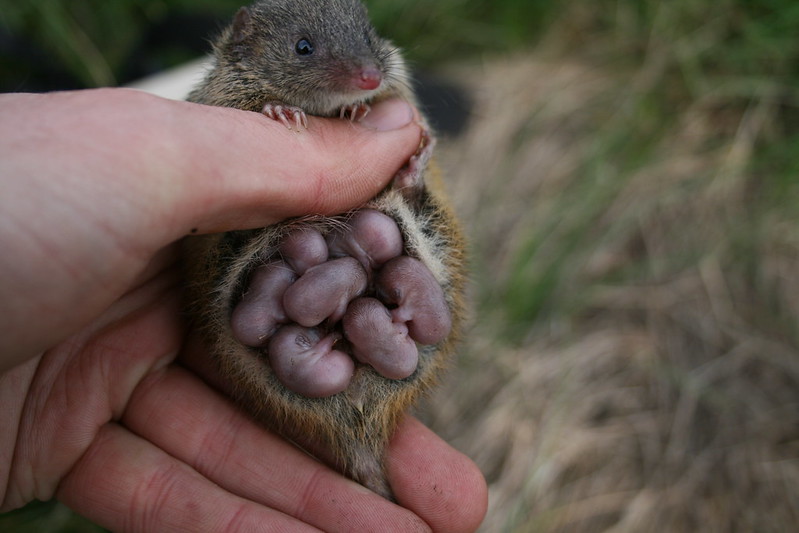 Swamp antechinus with pouch young