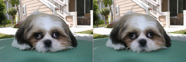 4 month old Coochi in crossview 3D