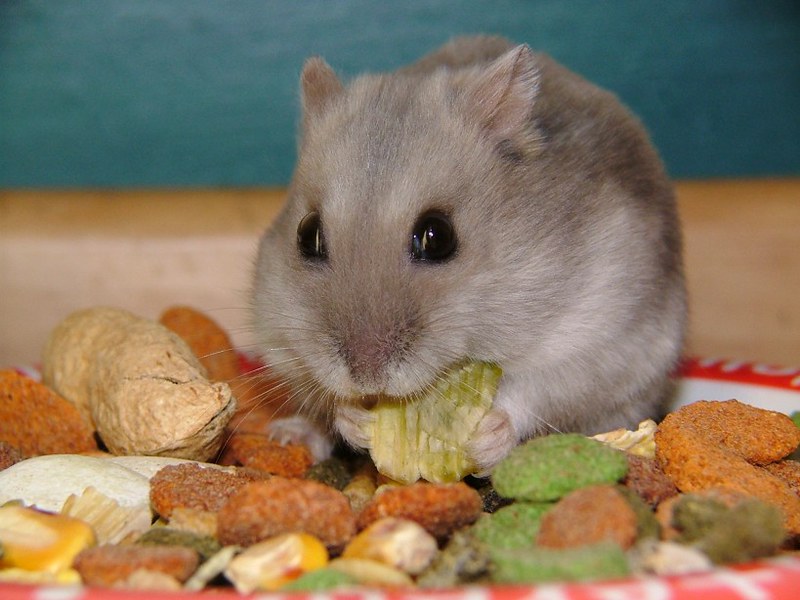 My Russian dwarf hamster, Scabbers. :) (He's eating a corn flake