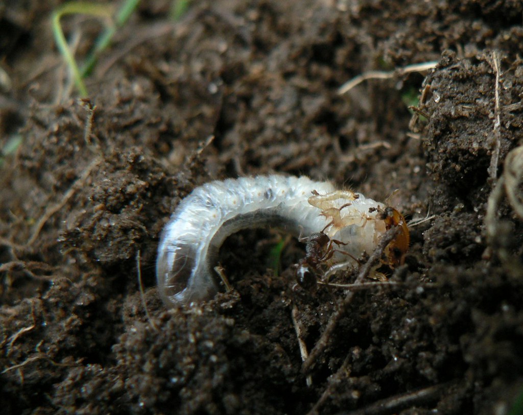 White Grub and Ant