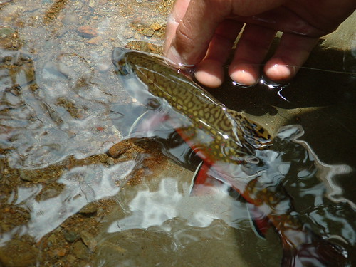 friendly fish | by wgossett