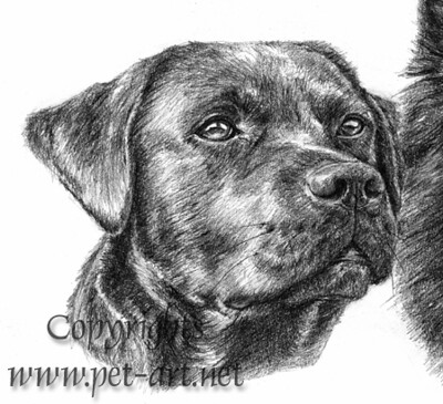 Close up Labrador | by Katja Turnsek