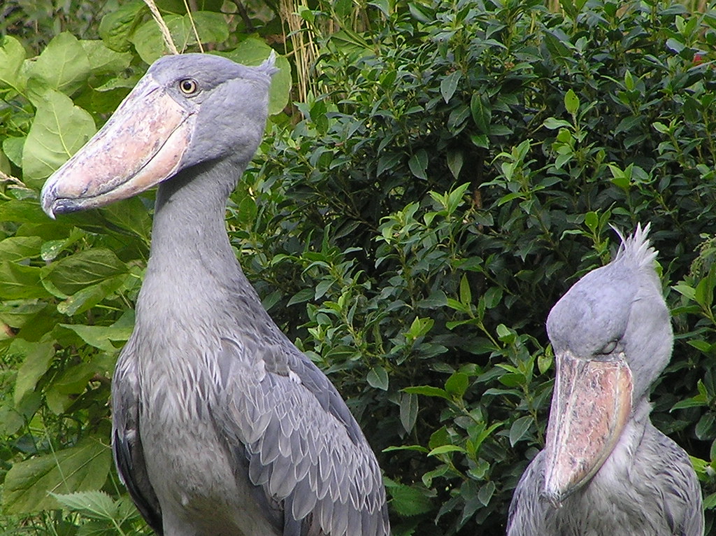 Shoebill stork | Balaeniceps rex www.africanbirdclub.org/fea… | Flickr