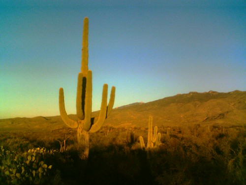 v710 cameraphone roadtrip southwest arizona saguaronationalpark saguaro cactus sunset