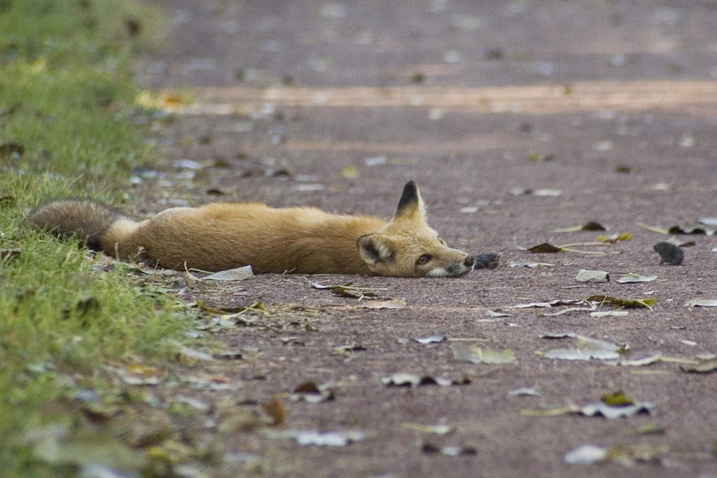 Hunting Your Own Food is Hard Work I came across this fox … Flickr