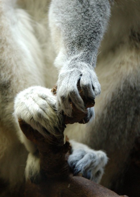Lemur Hands