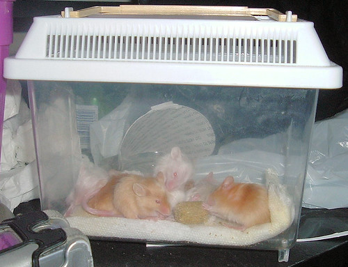 Babies Eating 1 by otaku, Lavender's babies eating in their little viewing cage.mouse fancymice babies eating