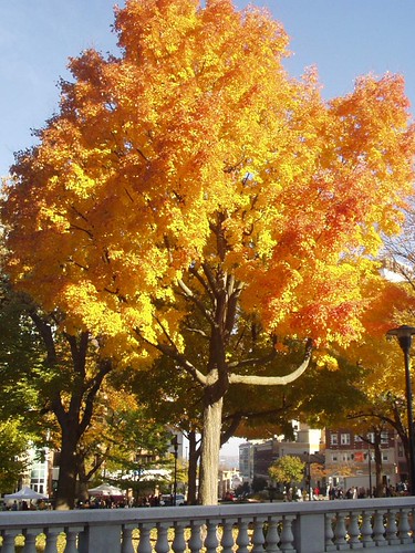 maple | by cloud19th
