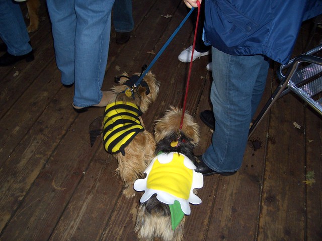 Bumblebee and Flower