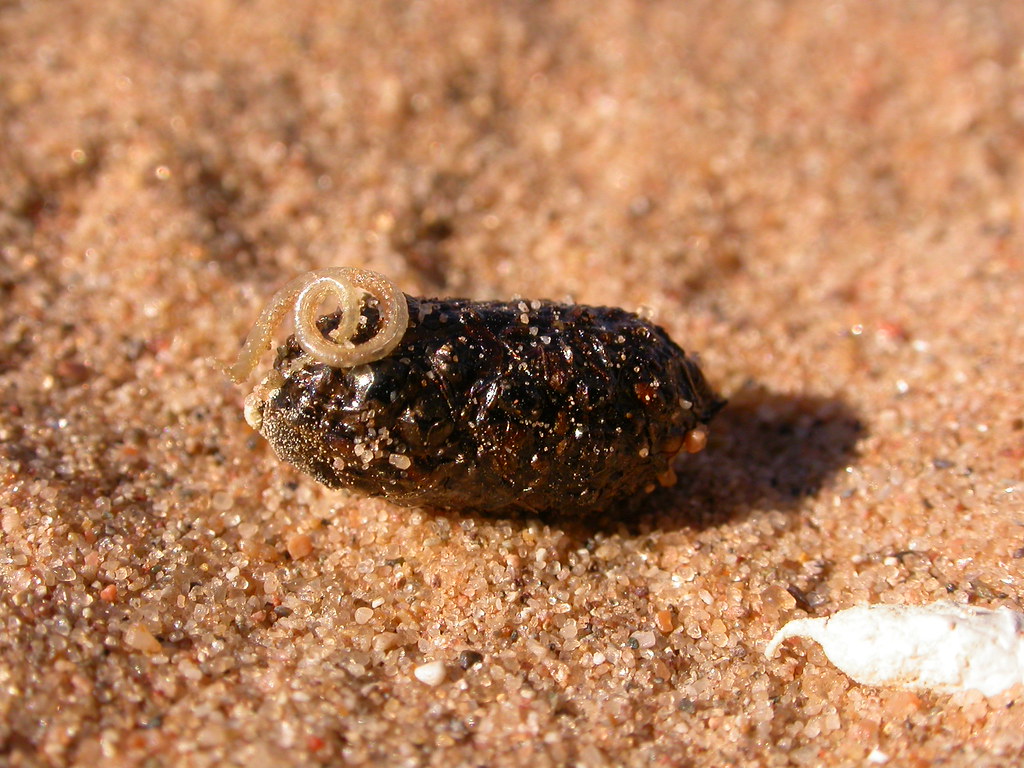 Lizard scat with nematode | This is horned lizard scat with … | Flickr