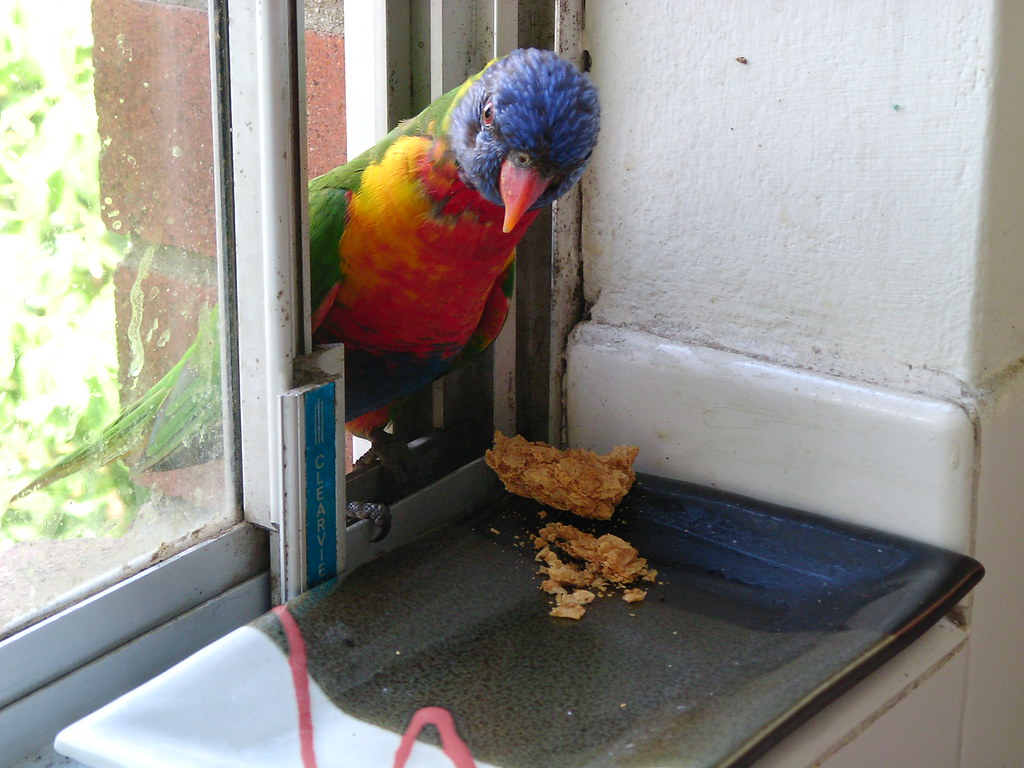 Cheeky Lorikeet