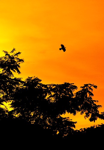 Freedom | by ... Arjun