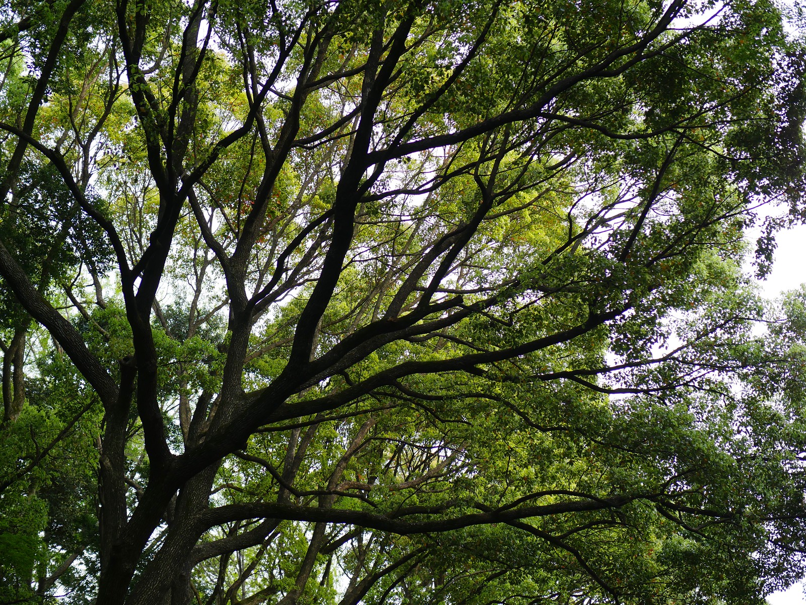 Meiji Shrine