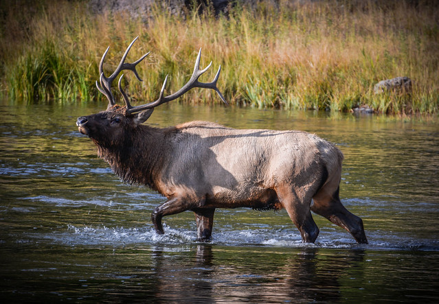 Elk in Madison River, Yellowstone National Park, Wyoming, USA
