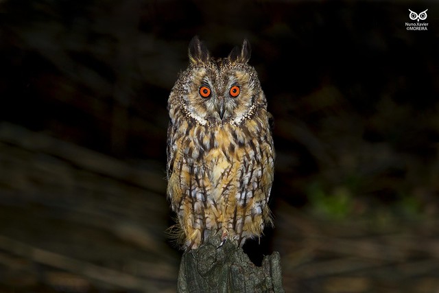 Bufo-pequeno, Long-eared Owl (Asio otus)