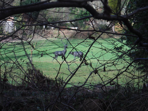 Fake Deer in Garden across River Enborne SWC Walk 34 Newbury Racecourse to Woolhampton (Midgham Station)
