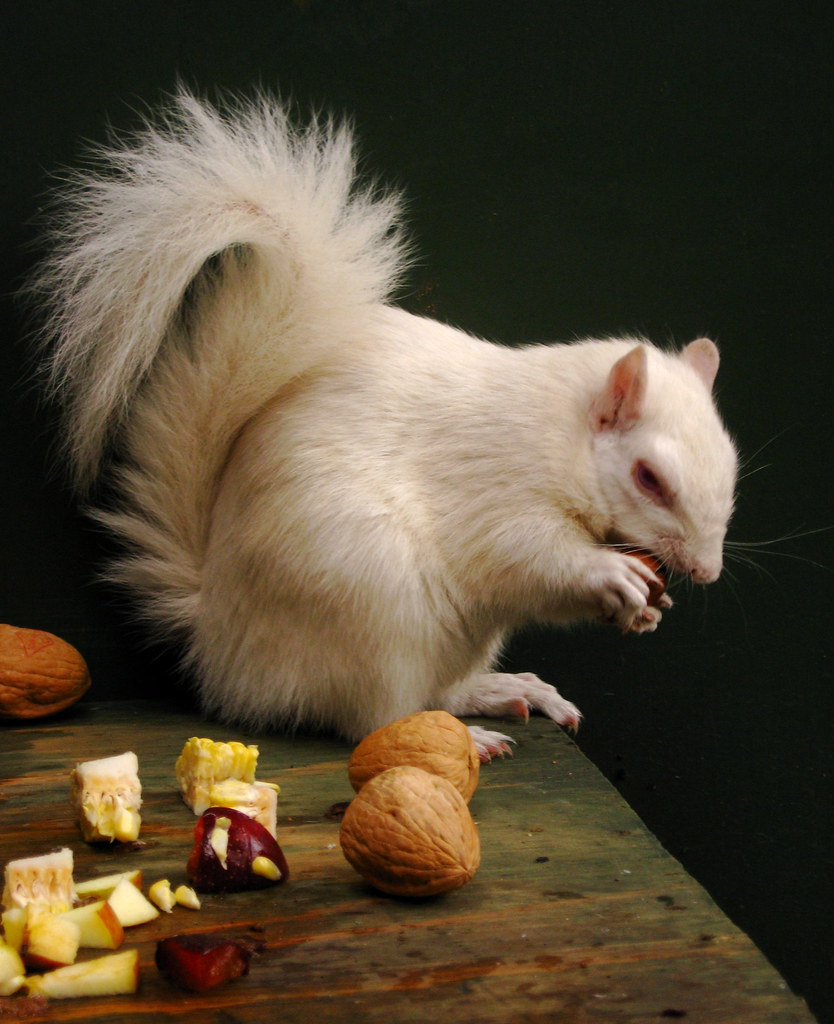 Icicle the Albino Squirrel by liquidindian