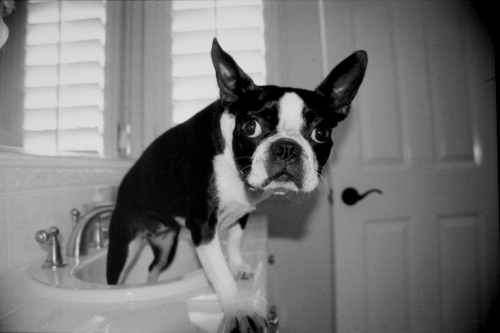 Ayla the Boston Terrier! | I think this was one of the first… | Flickr
