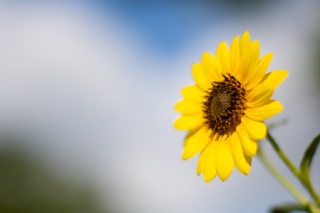 sunflower in the wind