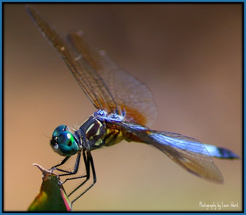 Baby Blue Dasher | by Flutterbye_856