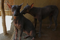 Perros del Perú......sin pelos.....